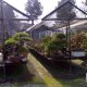 Domenica al Centro Bonsai Piccin